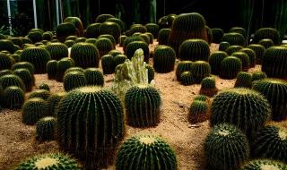 天津国际旅行社 天津国际旅行社