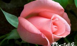 送几朵玫瑰花的含义 送几朵玫瑰花的含义